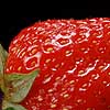 Jordbærene i Sauherad har blitt rammet av sykdommen jordbærsvartflekk.