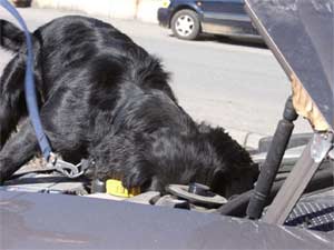 En narkohund i Valdres hadde vært til god hjelp, mener Lions og politiførstebetjenter.