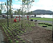 Planting i Drammen Elvepark. Foto: Arne Enger
