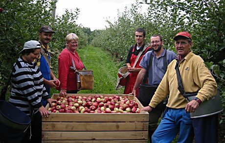 Tilgangen på norske epler er mindre i år, og derfor er etterspørselen stor. Eplebonde Alf Gunnar Bergflødt (t.h.) sammen med kona Britt (i rød genser) og gårdsarbeiderne på gården i Lier.