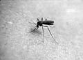 Mygg kan føre harepest over på mennesker.