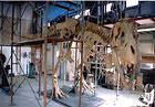 Skjelettet av Tarbosaurus blir montert