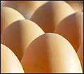 Egg fra Toten Eggpakkeri kan du snart finne flere i dagligvarebutikker.