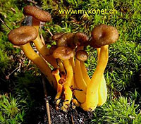 En sterk orangefarget stengel og brun hatt kjennetegner traktkantarellen. Foto: Mykonet