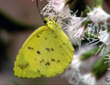 Fargene i sommerfuglvingene varer så lenge insektet lever.