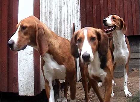 Hvert år selger Løken Gård mellom 50 og 60 hunder til bruk i forskjellige dyreforsøk. For eksempel forsøk på hjerte- og karsykdommer og genetiske sykdommer på hunder. ( Foto: NRK )