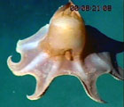 Dette blekksprutlignende dyret var ett av mange undervannskameraene fanget inn.