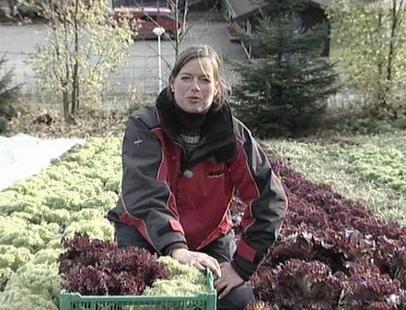 Programlederen høster salat Programlederen høster salat