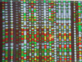 DNA er arvestoffet vårt, og DNA-profilen er ulik for kvart enkelt levande vesen. Arkivfoto)