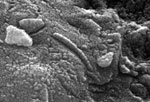 Dette er den fossile Mars-bakterien man fant i meteoritten på Jorden