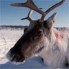 Reinen på fast-landet har lang nese med varme-veksler. Foto: NRK.