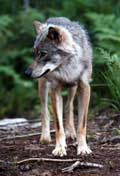 Det kan bli flere ulver i Østfold i tiden framover, tror rovdyrforsker. (Foto: Scanpix)
