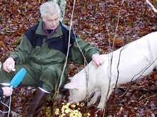 Lørdag er det slutt på friheten for purka Lørdag er det slutt på friheten for purka