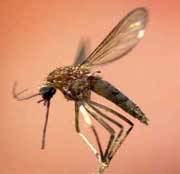 Malaria-myggen overfører sjukdommen. Foto: NRK-arkiv.