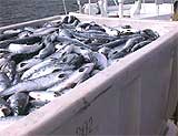 Er oljeboring en trussel mot fisken? Er oljeboring en trussel mot fisken?