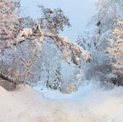 Vi drømmer om hvit jul, men drømmen går sjelden i oppfyllelse. Foto: Knut Fjeldstad / SCANPIX 