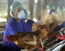 Det såkalte fugleviruset er bekreftet på to mennesker i Thailand. Foto: Ap/Scanpic