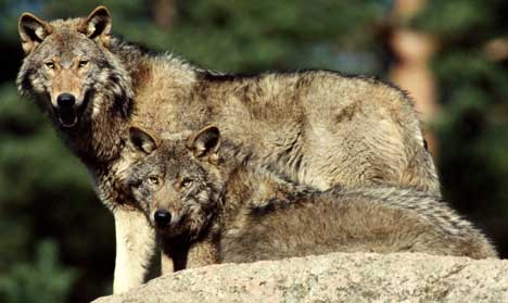Det kan bli mange ulver i Østfold i de nærmeste årene. Foto:Mark Earthy/SCANPIX
