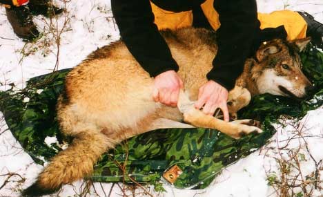 Fanging og merking av ulv er dyreplageri sier Naturvernforbundet i Halden. Foto: Svein Nic. Norberg, SCANPIX Fanging og merking av ulv er dyreplageri sier Naturvernforbundet i Halden. Foto: Svein Nic. Norberg, SCANPIX