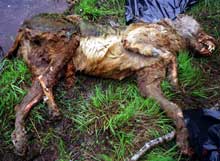Naturvernerne frykter at ulvene blir funnet via Skandulvs peilerutstyr og skutt. Ulven på bildet ble funnet i Värmland i Sverige sommeren 2003. Politiet vet ikke om den døde en naturlig død eller ble drept. Foto: Kent Jonsson, SCANPIX Naturvernerne frykter at ulvene blir funnet via Skandulvs peilerutstyr og skutt. Ulven på bildet ble funnet i Värmland i Sverige sommeren 2003. Politiet vet ikke om den døde en naturlig død eller ble drept. Foto: Kent Jonsson, SCANPIX