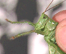 Gresshopper har en form for ører Foto:NRK