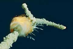 Challenger eksploderer (Foto: AP/Bruce Weaver)