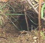 Nebbdyrhole (Foto: ABC) Nebbdyrhole (Foto: ABC)