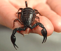 Denne skorpionen har store klør Foto:NRK