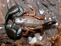Ufarlig trelevende skorpion fra Øst-Afrika Foto: Jan Ove Rein
