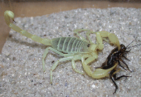 Amerikansk Sandskorpion med siriss Foto: Jan Ove Rein