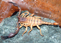 Europas største skorpion Foto:Jan Ove Rein