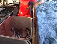 Fisk kastes fra et islandsk fartøy. Foto: NRK