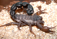Skorpion med Rema 1000 gift. Vanlig i Sør-Afrika Foto: Jan Ove Rein Skorpion med Rema 1000 gift. Vanlig i Sør-Afrika Foto: Jan Ove Rein