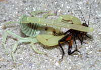 verdens giftigste skorpion verdens giftigste skorpion