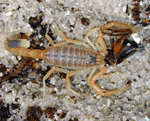 Verdens giftigste skorpion, Leiurus Quinquestriatus Foto: Jan Ove Rein Verdens giftigste skorpion, Leiurus Quinquestriatus Foto: Jan Ove Rein