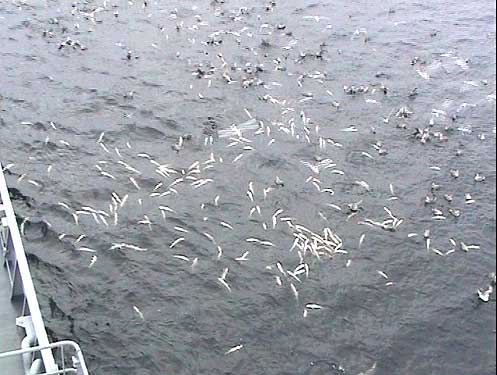 Død fisk rundt en spansk tråler. Fra Brennpunkts program 17.02.04. Foto: Kystvakten.