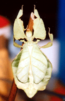 Vandrende blad (Phyllium bioculatum) Foto: Jan Ove Rein Vandrende blad (Phyllium bioculatum) Foto: Jan Ove Rein
