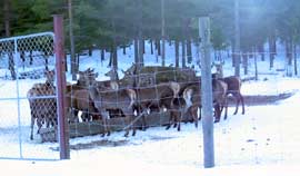 På Maarud gård i Sør-Odal har de 100 hjort i oppdrett.