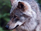 Det kan være umerket ulv i Stor-Elvdal. (Foto: Gorm Kallestad, Scanpix) 