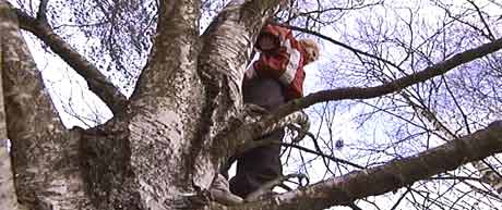 Ennå er det mulig for allergikere å klatre i trærne, men snart braker det løs...