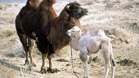 Flyktningtjenesten i Løten vil gi flyktningene kameler.