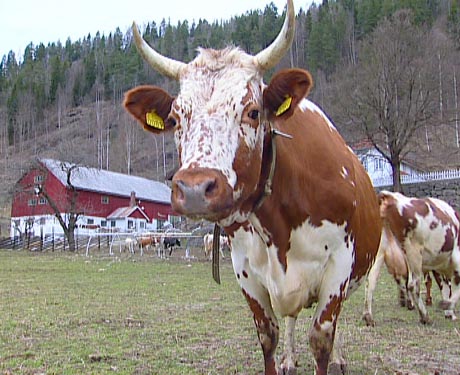I Telemark har en rekke melkebønder samlet seg for å foredle melken fra Telemarkskua til knaost og smør.
