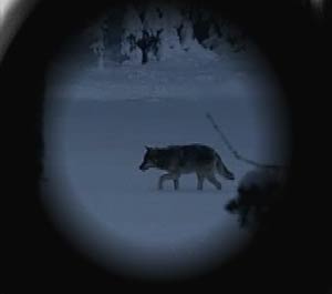 Et forlik i Stortinget sørger for at ulvesonen blir utvidet. Foto: NRK.