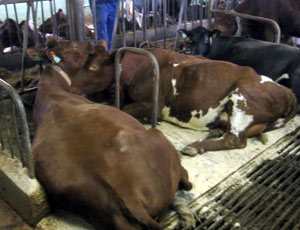 Kyr på madrass mjølker mer og er sjeldnere sjuke enn andre kur.