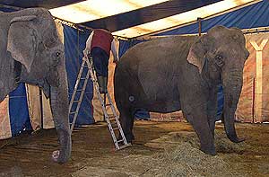 Mannen kom i klem mellom to elefanter fra Circus Arnardo.(Arkivfoto/NRK)
