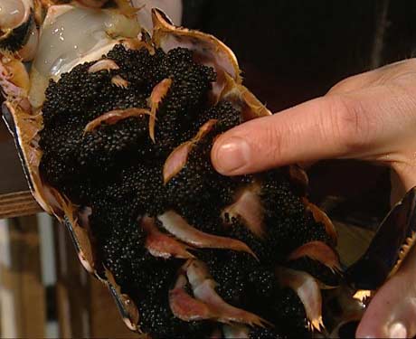 En to-kilos hummer har ca. 20 000 egg (Foto: NRK)