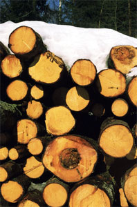 Litaueren hugget tømmer for bonden. (Arkivfoto: Berit Keilen/Scanpix)