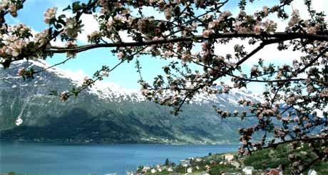 Vakker fruktblomstring, bratte fjellsider og blå fjord er ikke nok til å beholde turistveistatus. Foto: Jan Dahl/NTB