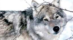 To domfelte menn fra Sør-Odal er blant de som har fått utbetalt penger etter at de hadde lagt ut giftåte til ulv.