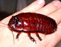 Populært som kjæledyr. Neshorn kakerlakk (Macropanesthia rhinoceros) Foto: Jan Ove Rein